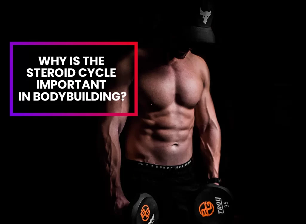 Importance of steroid cycle